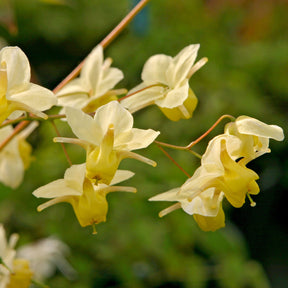 Epimedium versicolor Sulphureum - Epimedium Sulphureum - Épimède - Epimedium