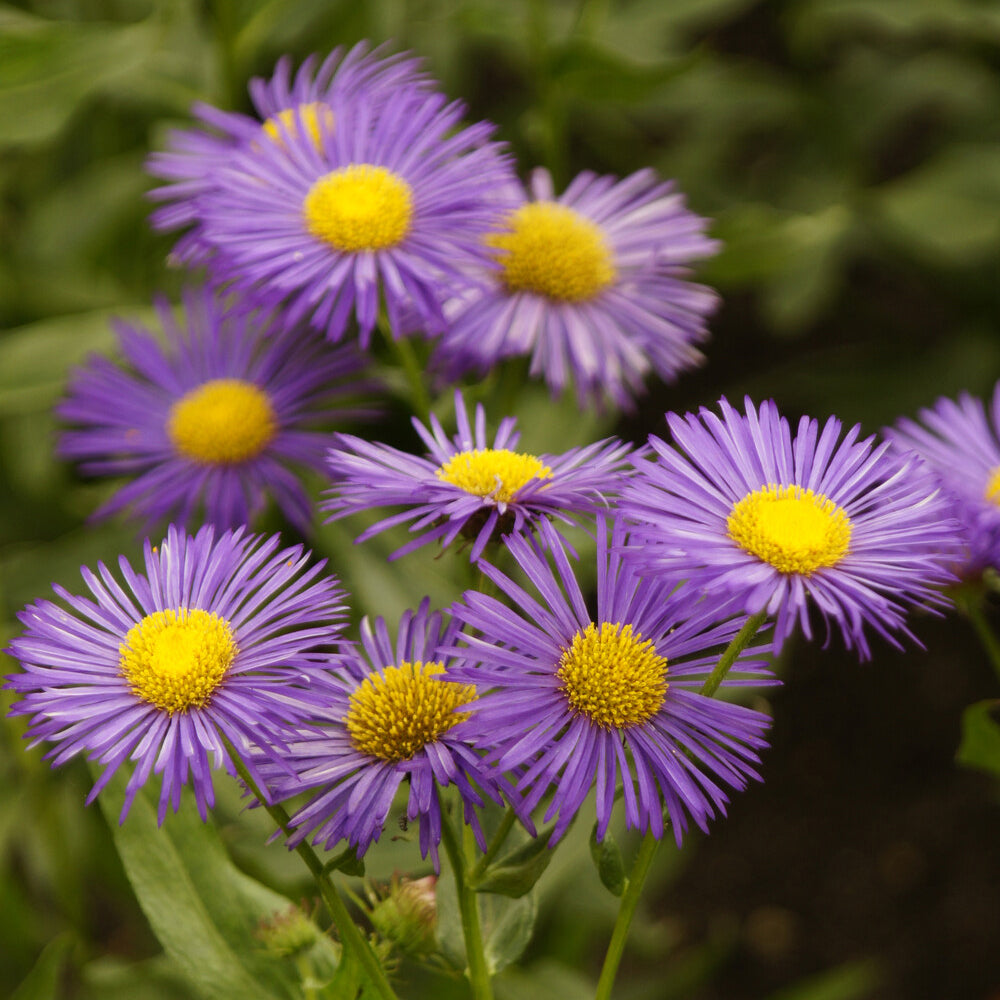 Erigeron Dunkelste Aller