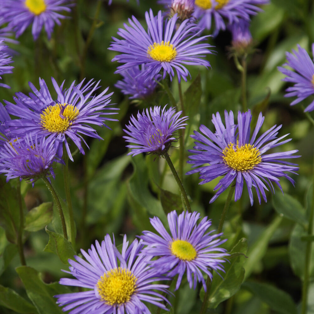 Erigeron Dunkelste Aller