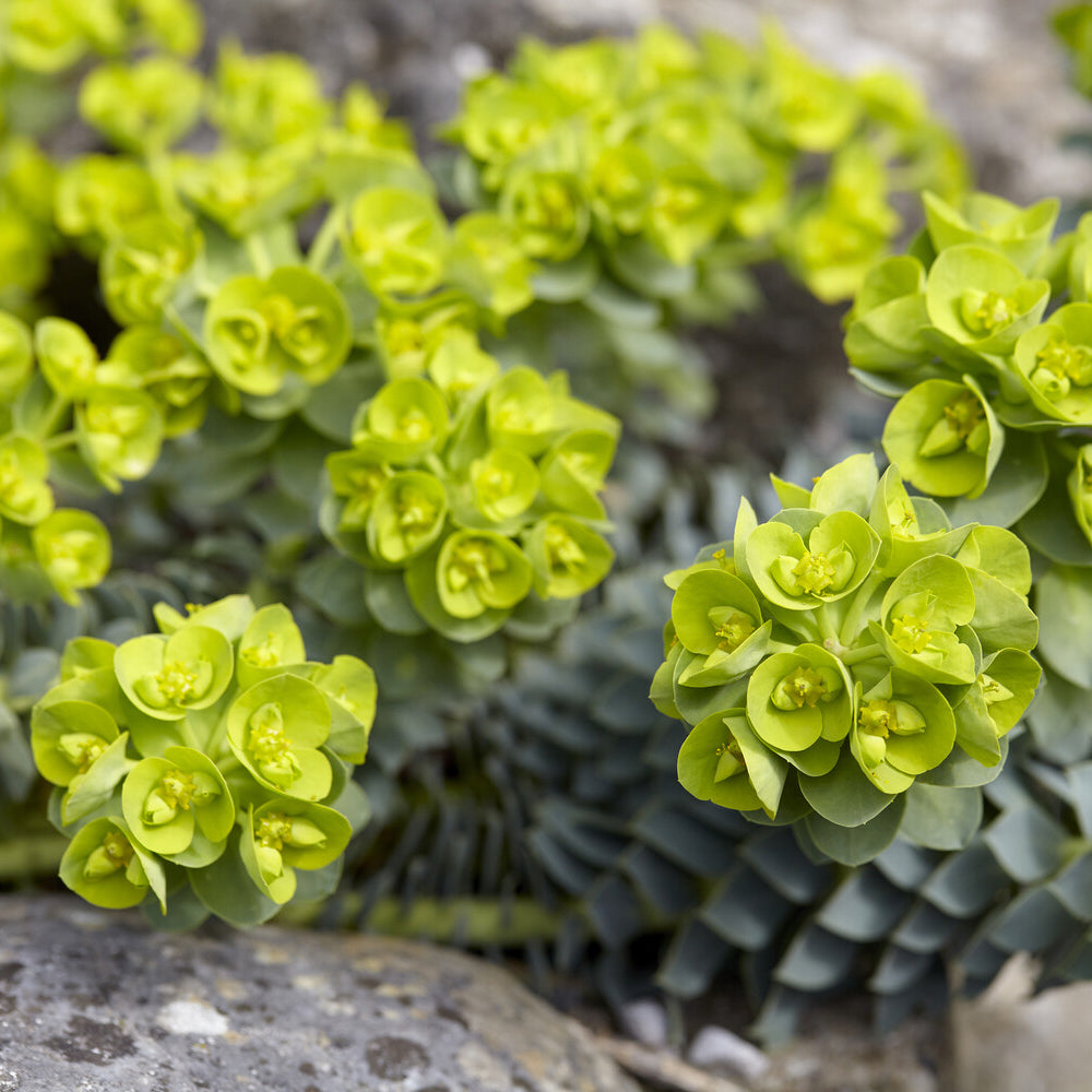 3 Euphorbes de Corse - Euphorbia myrsinites - Willemse