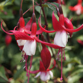 Fuchsia Mme Cornelissen - Willemse