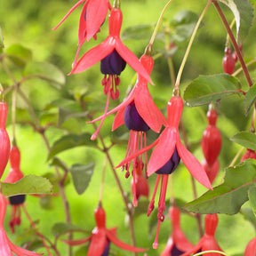 Fuchsia Mrs Popple