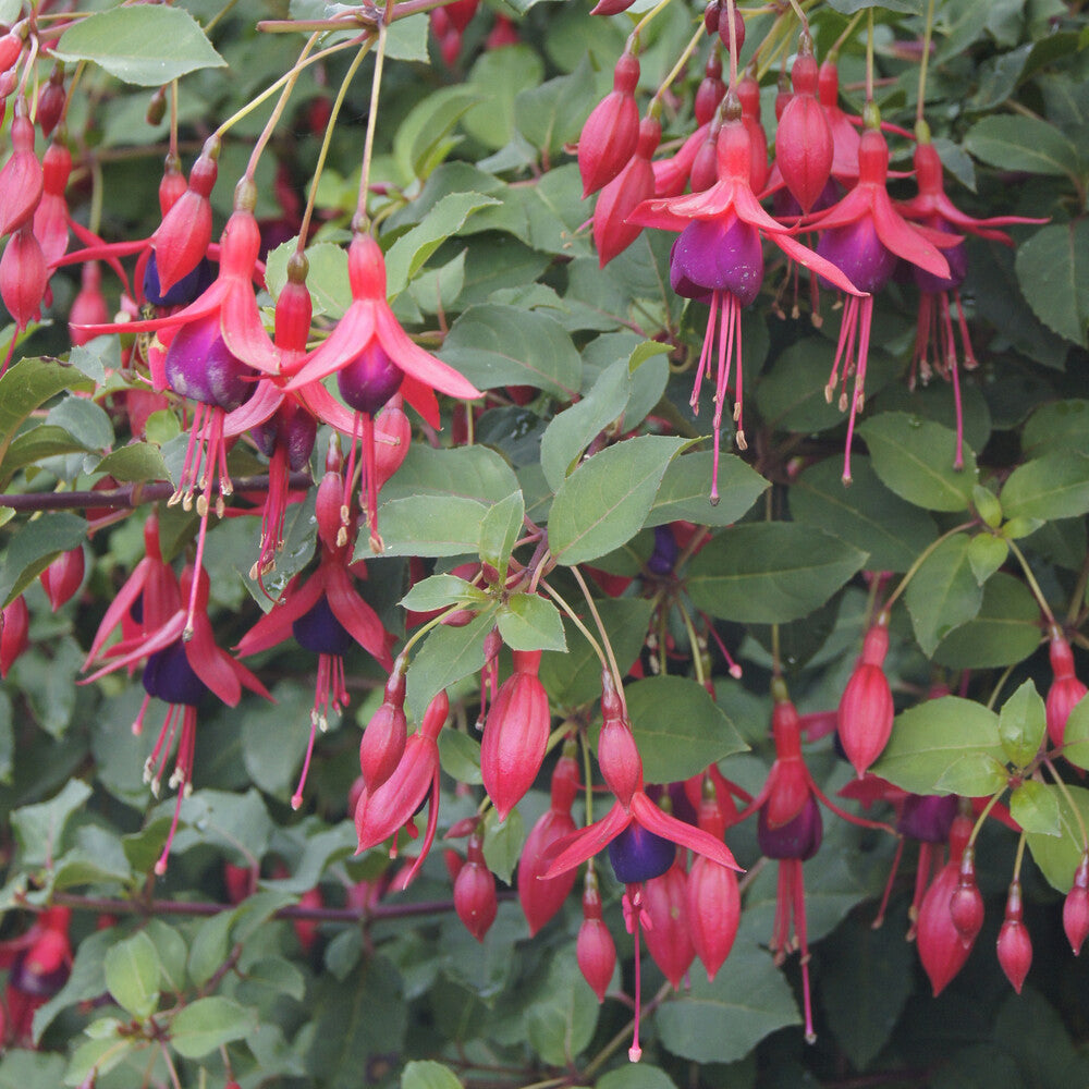 Fuchsia Mrs Popple