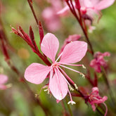 Gaura Blaze - Willemse