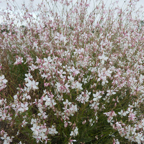 Gaura Short Form - Willemse