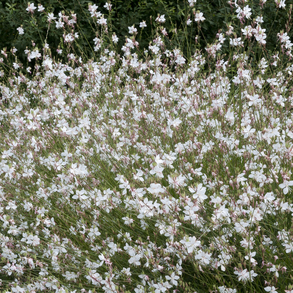 Gaura Short Form - Gaura lindheimeri Short Form - Willemse