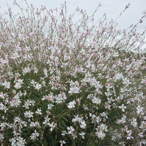 Gaura lindheimeri Short Form - Gaura Short Form - Gaura