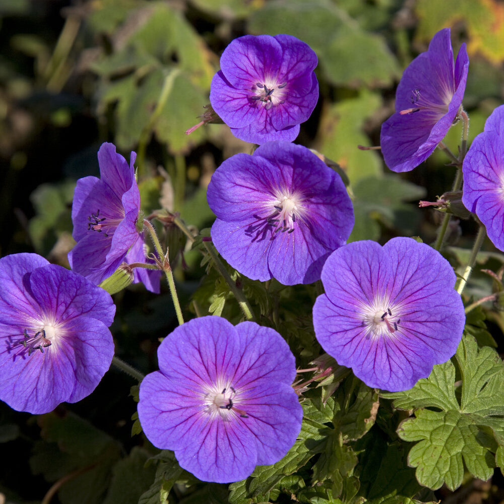 Géranium vivace de l'Himalaya Gravetye