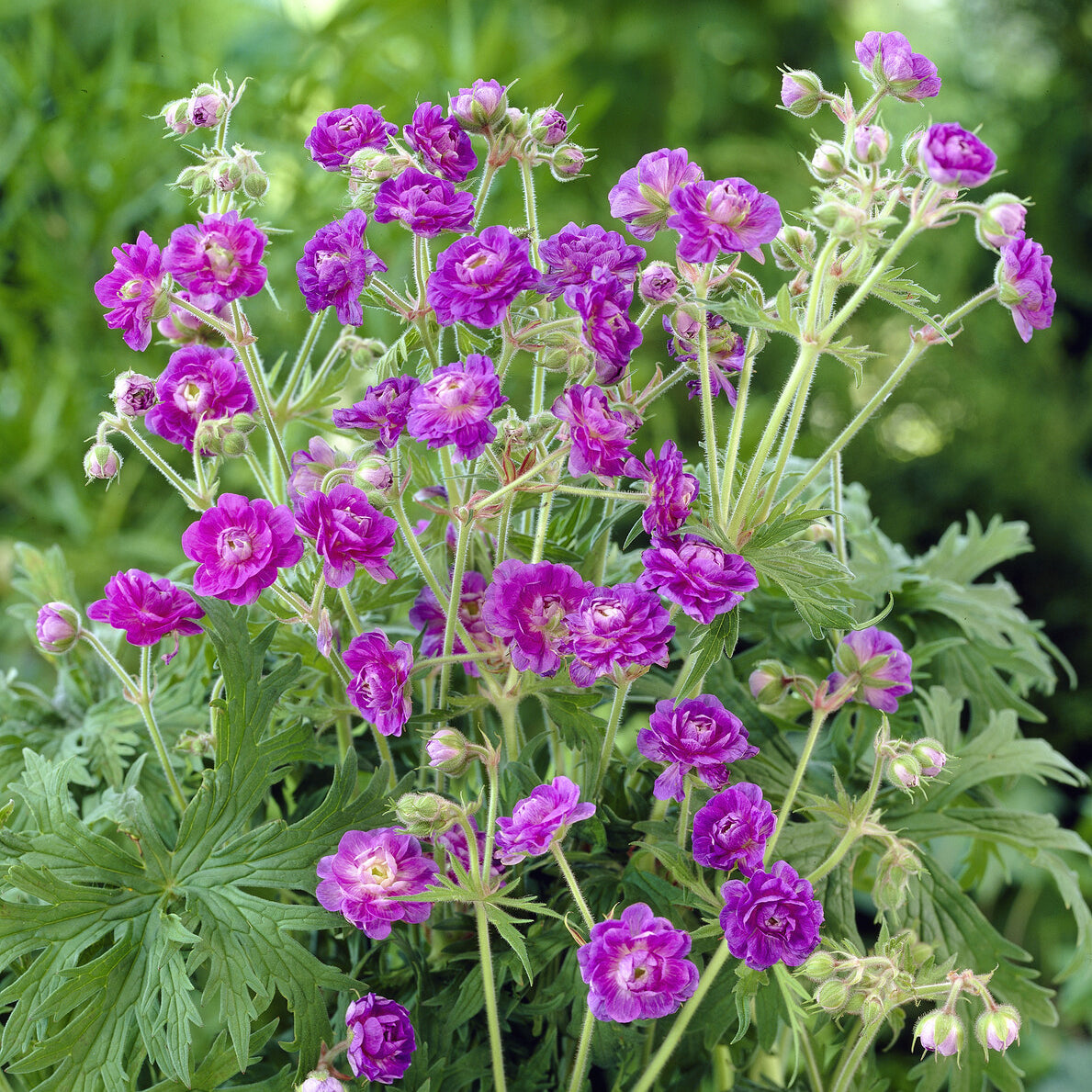 Géranium de l'Himalaya à fleurs doubles