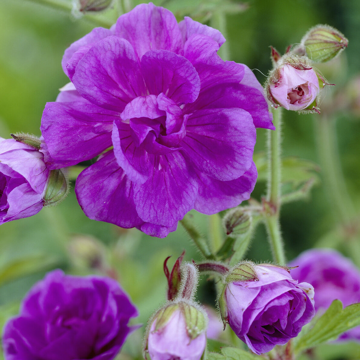 Géranium de l'Himalaya à fleurs doubles