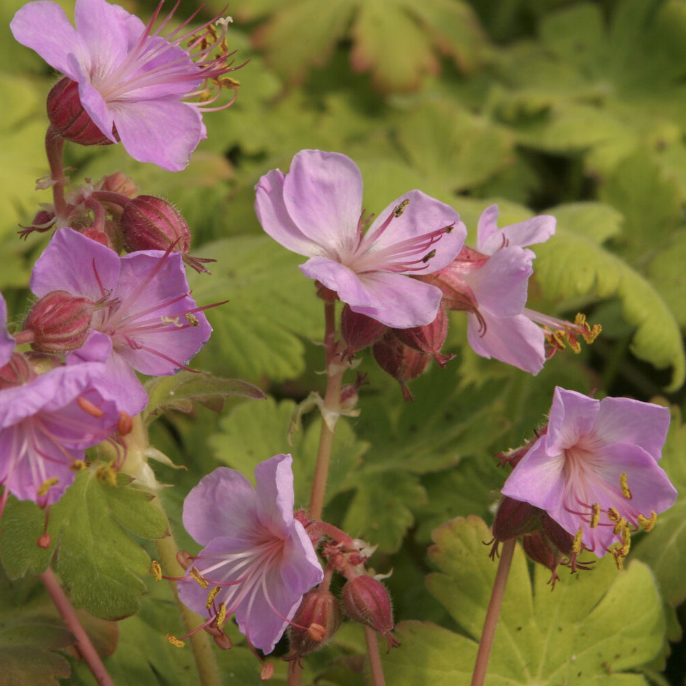 Géranium des Balkans Ingwersens Variety