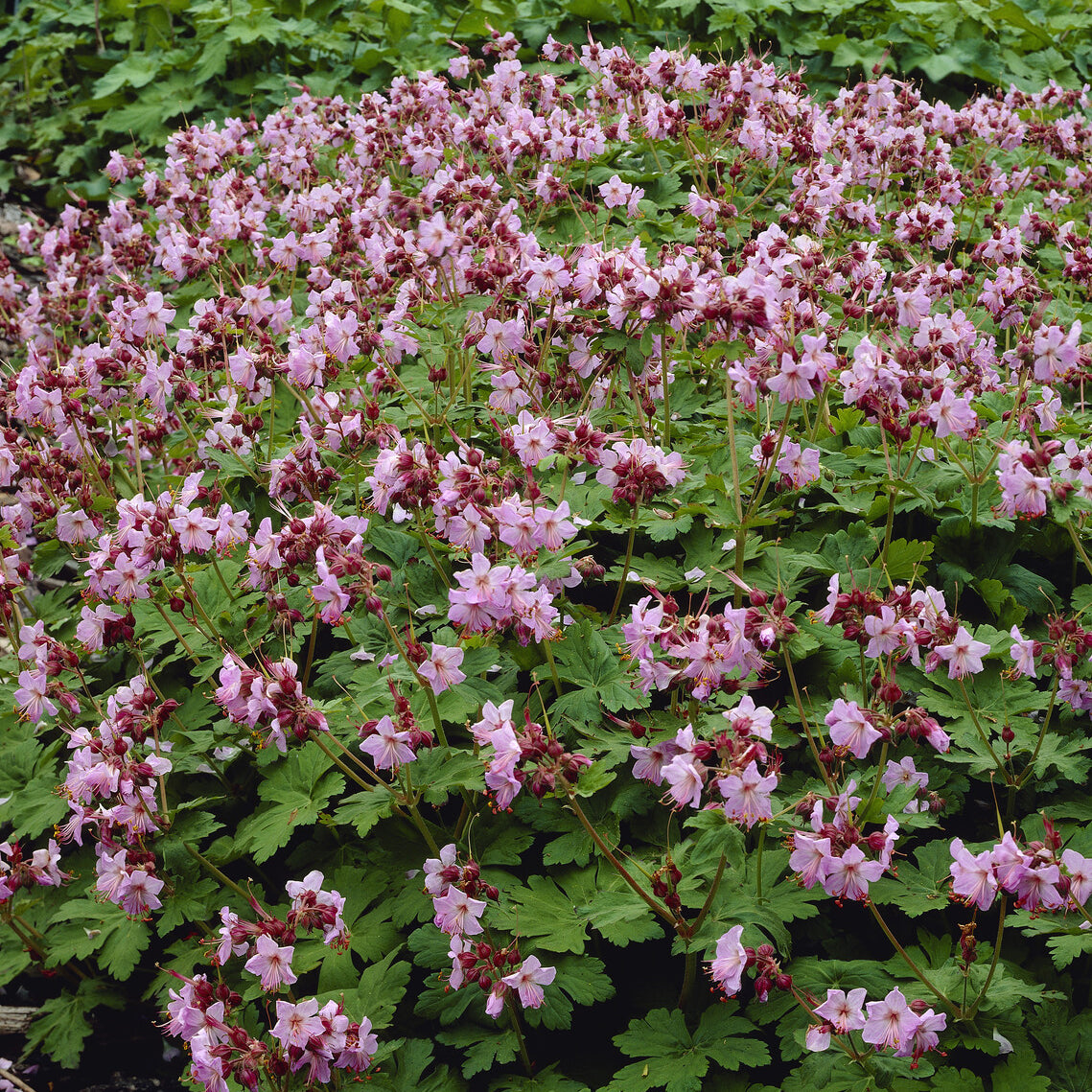 Géranium des Balkans Ingwersens Variety