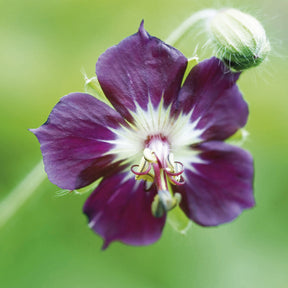 Géranium vivace brun