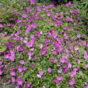 Géranium vivace sanguin Ankum's Pride - Geranium sanguineum Ankum's Pride - Willemse