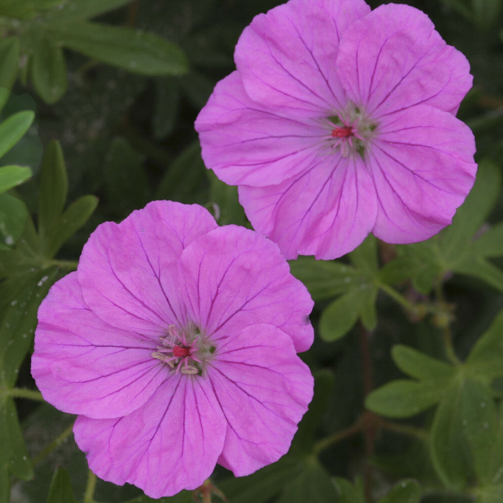 Geranium sanguineum Ankum's Pride - Géranium vivace sanguin Ankum's Pride - Géraniums vivaces