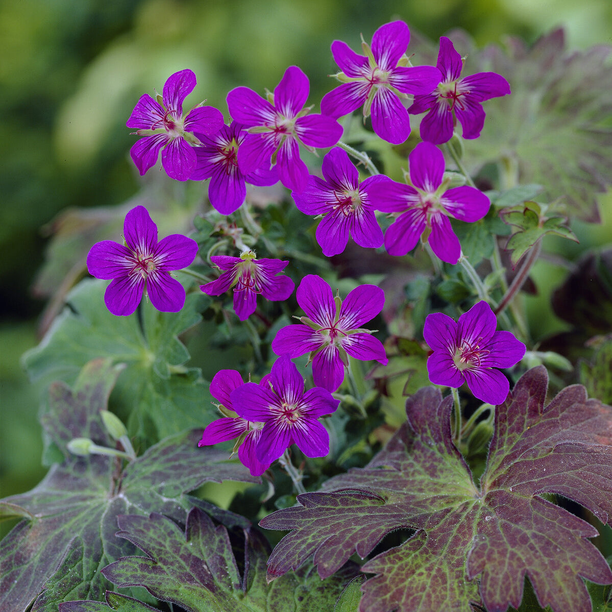 Géranium vivace de Sibérie