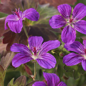 Géranium vivace de Sibérie