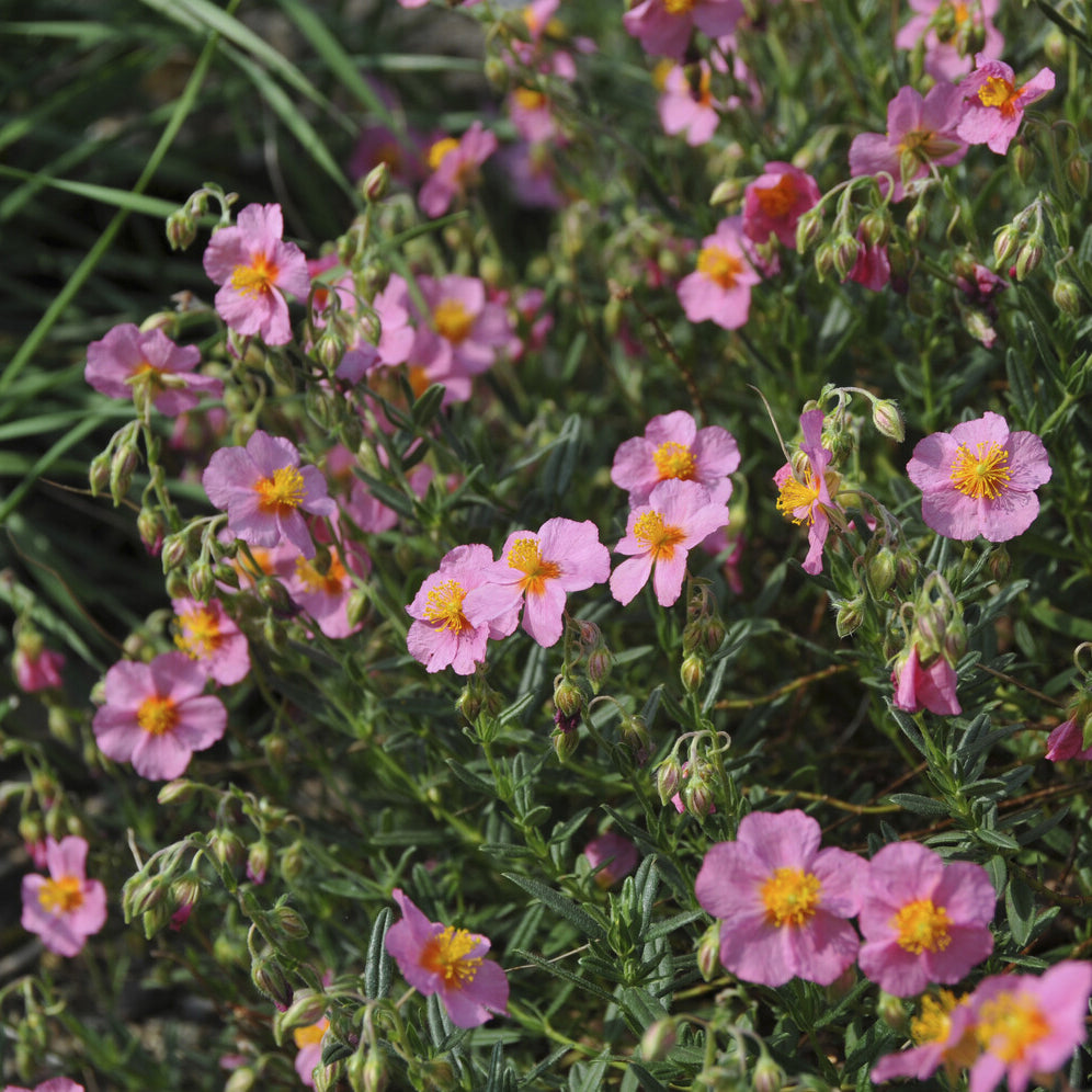 3 Hélianthèmes Lawrensons Pink