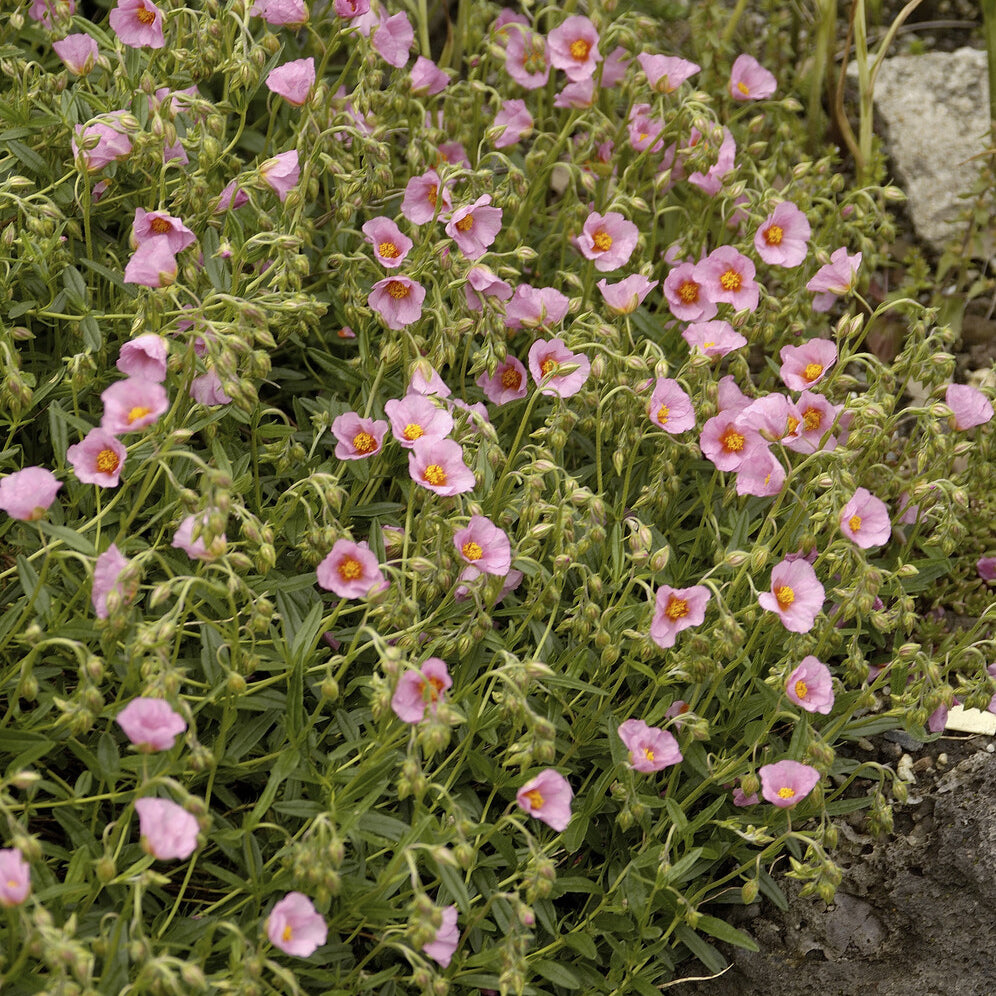 Hélianthèmes - 3 Hélianthèmes Lawrenson's Pink - Helianthemum Lawrenson's Pink