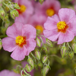 3 Hélianthèmes Lawrenson's Pink - Helianthemum Lawrenson's Pink - Willemse