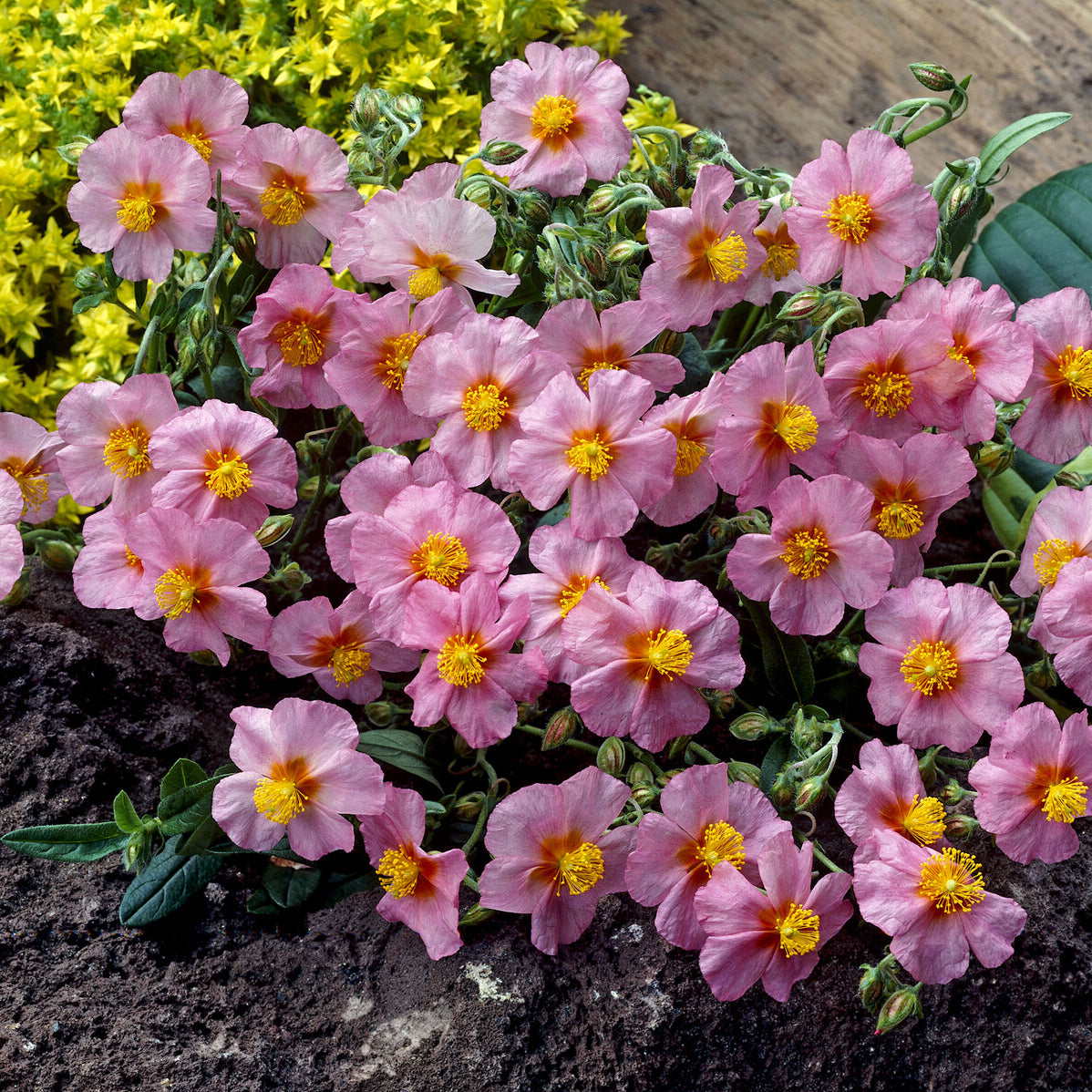 Helianthemum Lawrenson's Pink - 3 Hélianthèmes Lawrenson's Pink - Hélianthèmes