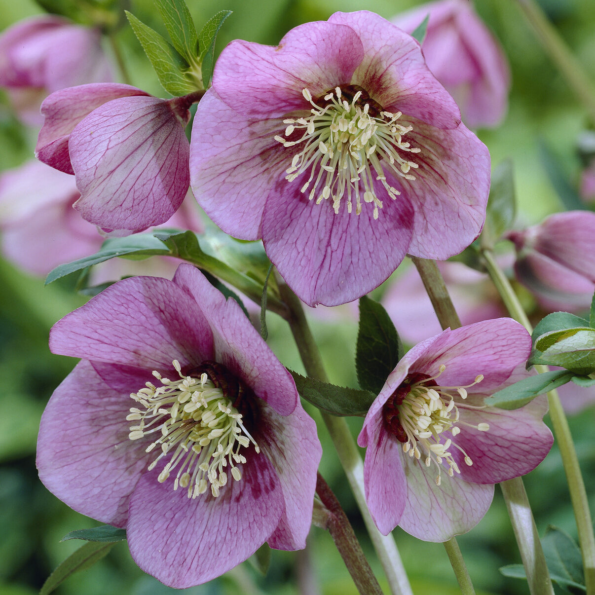 Héllébore d'Orient Pink Lady - Willemse