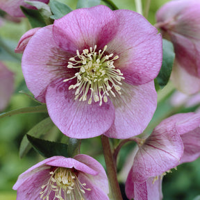 Héllébore d'Orient Pink Lady - Helleborus orientalis Pink Lady - Willemse