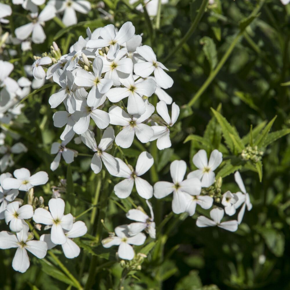 3 Juliennes des Dames à fleurs blanches