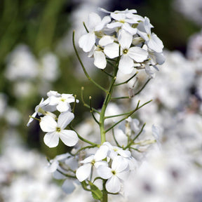 3 Juliennes des Dames à fleurs blanches