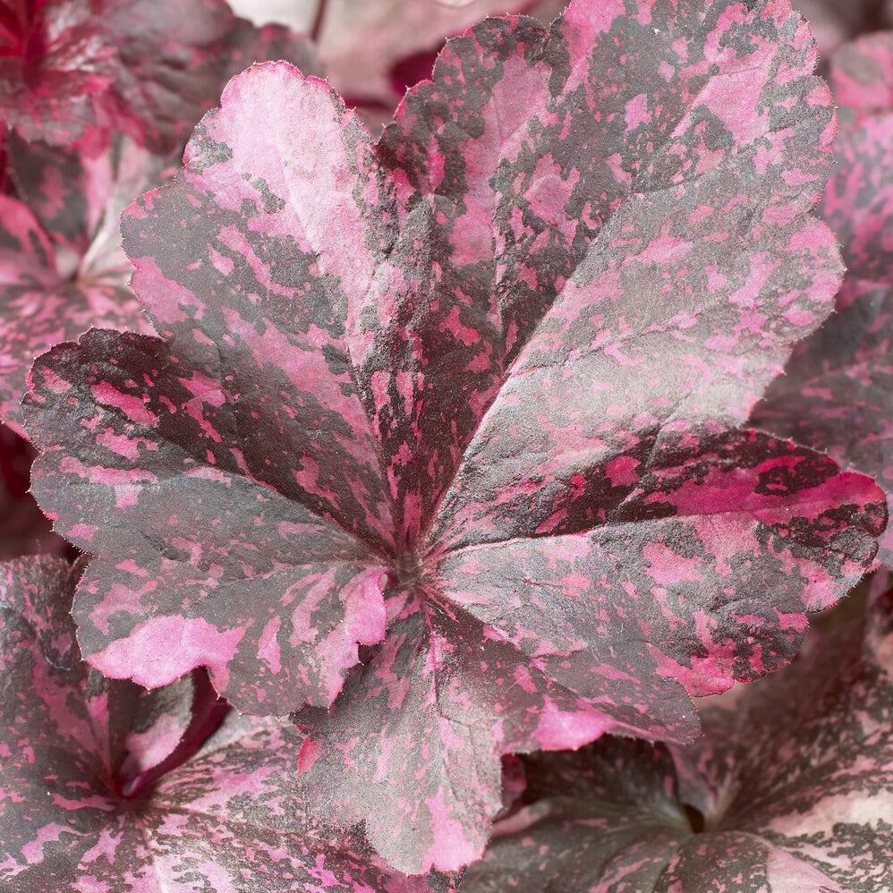 Heuchera Midnight Rose - Heuchère Midnight Rose - Heuchères