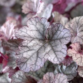 Heuchère Silver Scrolls - Heuchera Silver Scrolls - Willemse