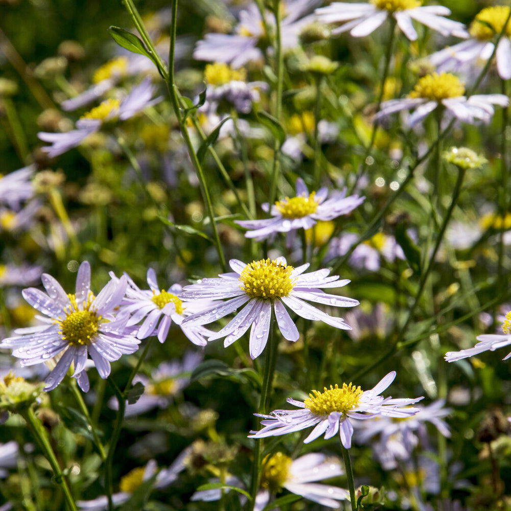 3 Kaliméris Charlotte