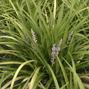 Liriope spicata - Willemse