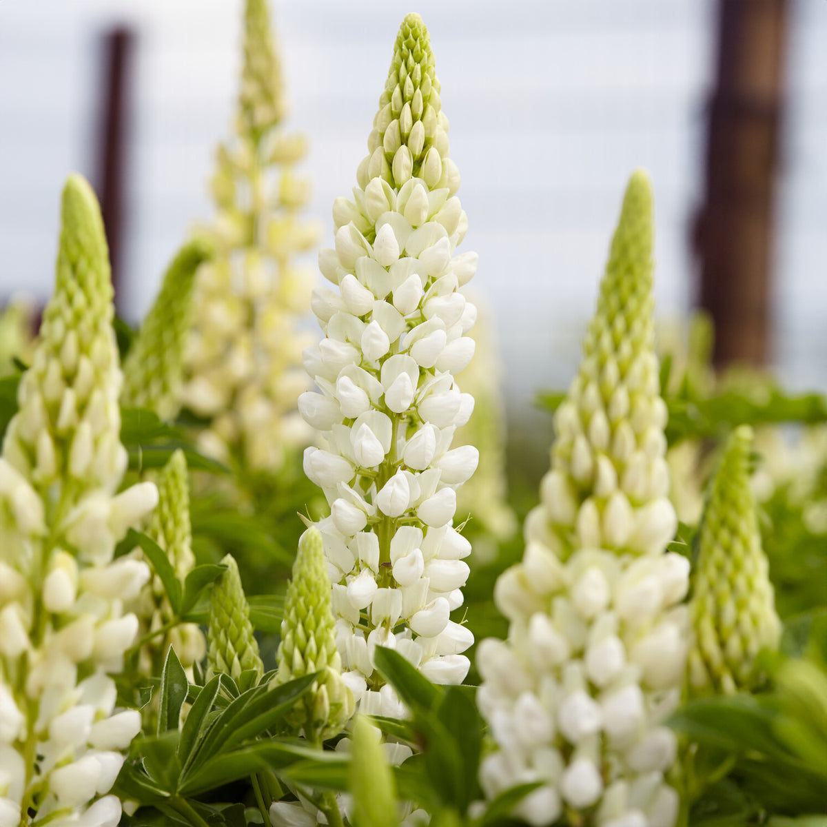 3 Lupins Gallery White