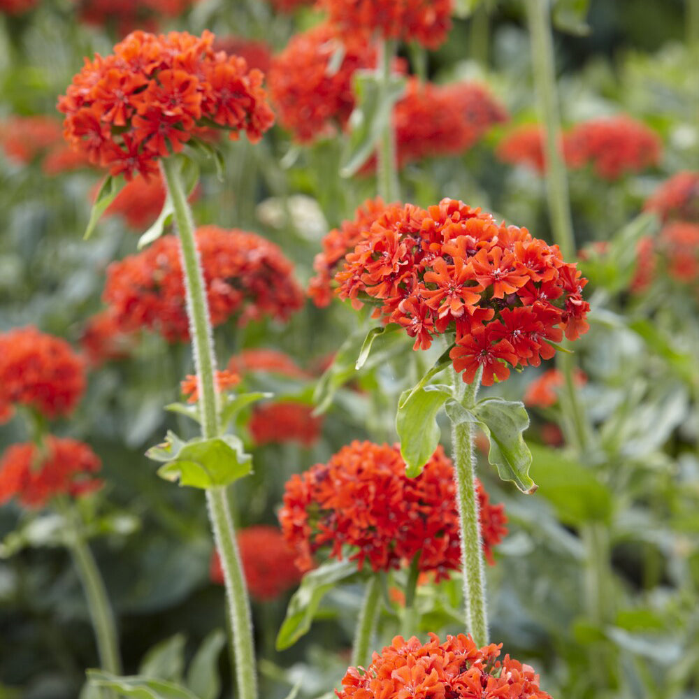 3 Croix de Jérusalem Morgenrot - Lychnis chalcedonica - Willemse