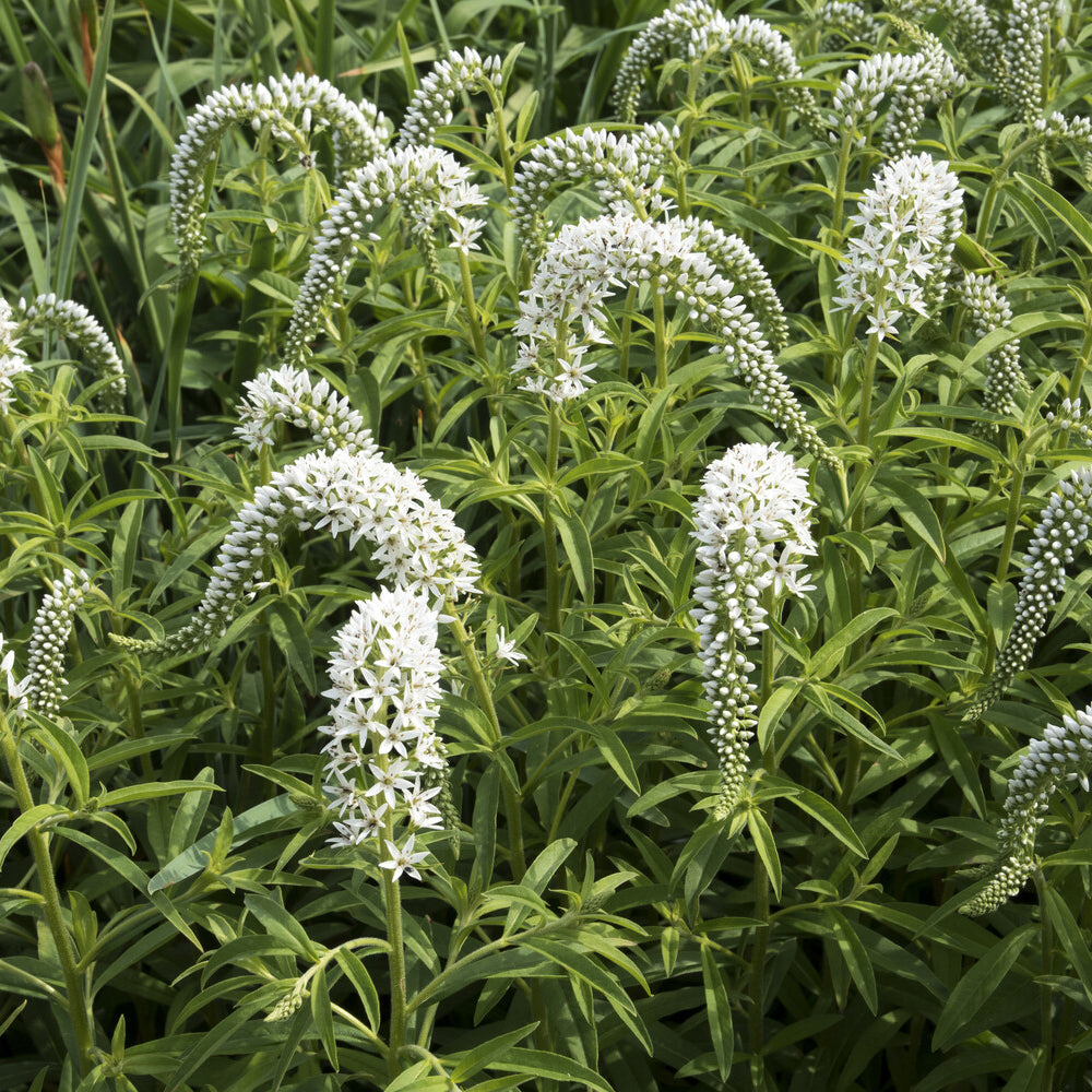 Lysimaque de Chine - Lysimachia clethroides - Willemse