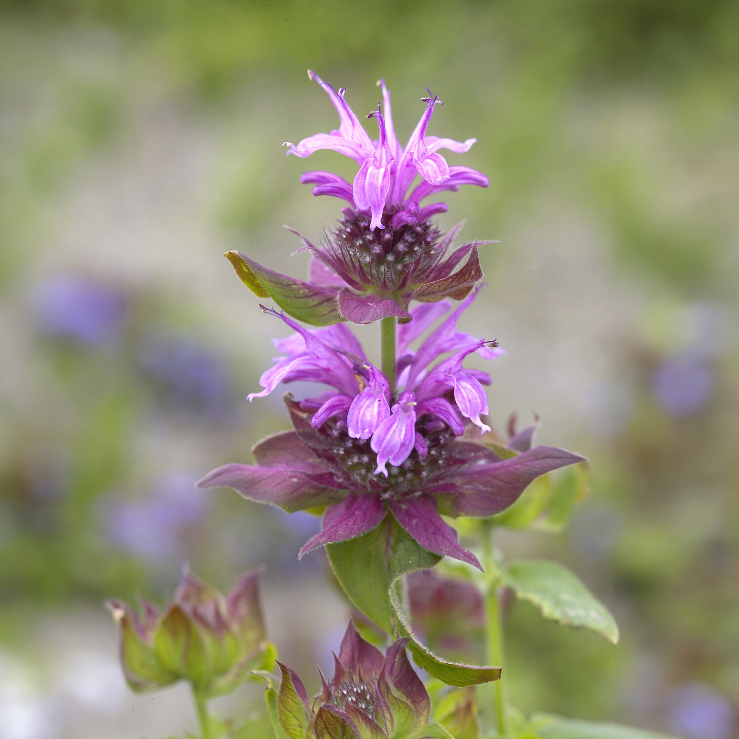 3 Monardes Aquarius - Willemse