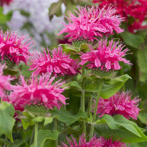 Monarde - Monarde Pink Lace - Monarda Pink Lace