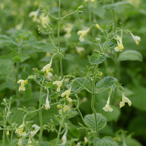 Nepeta jaune - Willemse