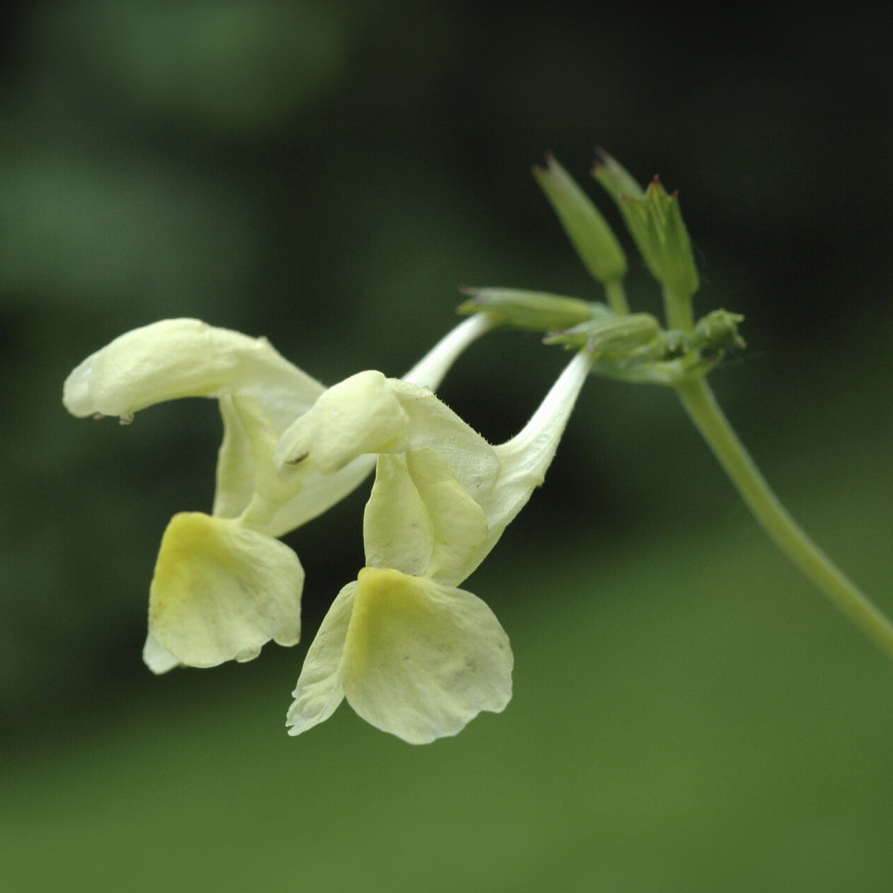 Nepeta jaune - Nepeta govaniana - Willemse