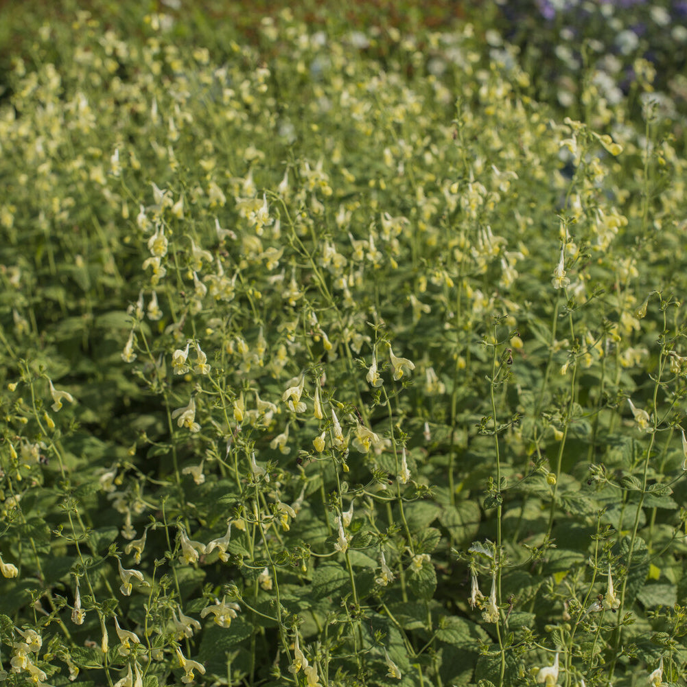 Nepeta govaniana - Nepeta jaune - Nepeta