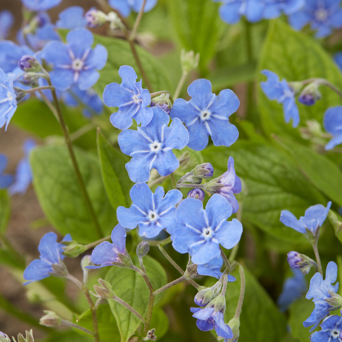 Petite bourrache - Omphalodes verna - Willemse