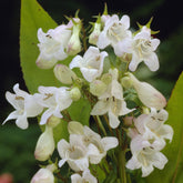 Galane White Bedder - Penstemon - Willemse