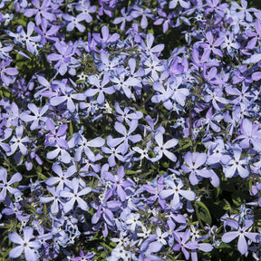 Phlox divaricata Clouds of Perfume - Willemse