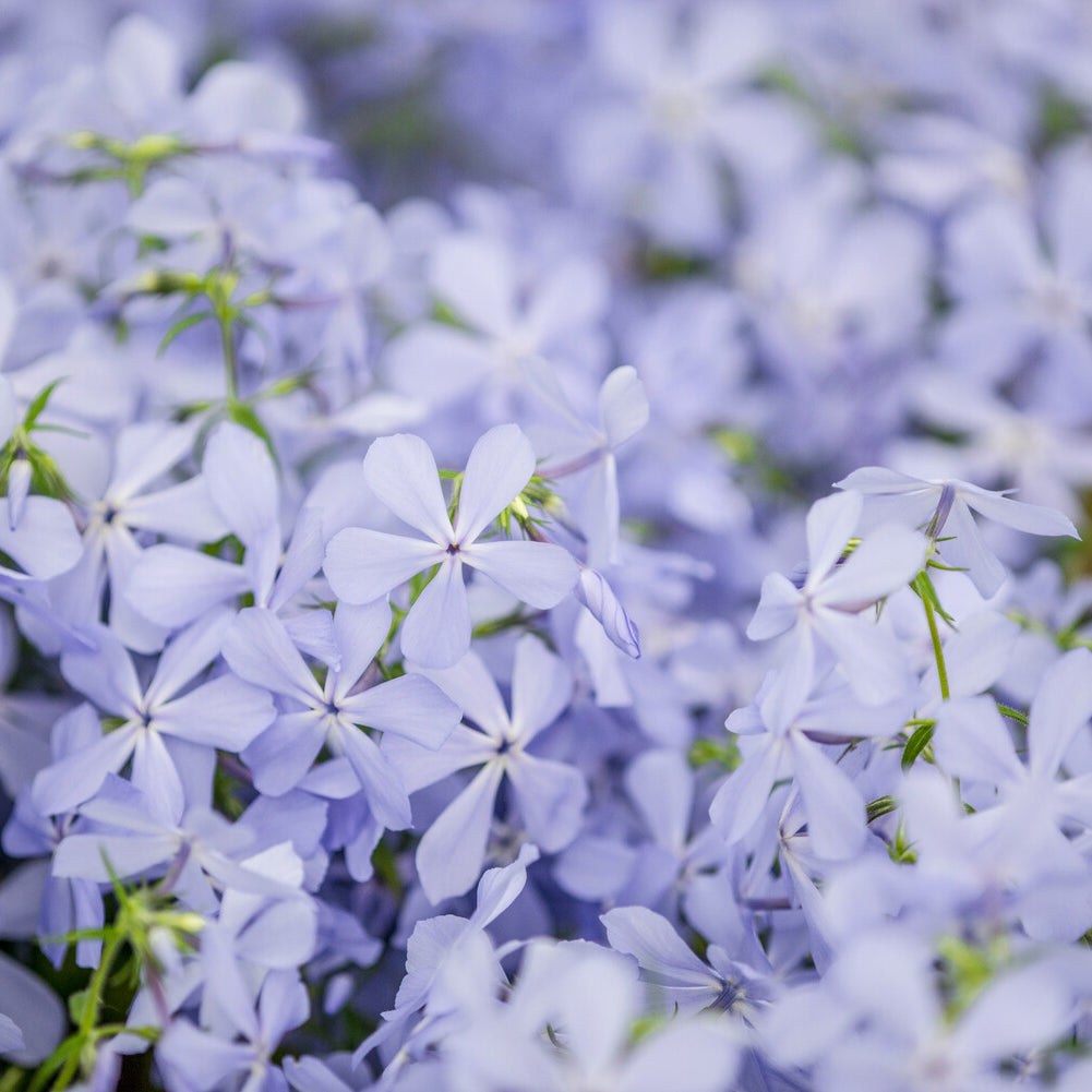 Phlox divaricata Clouds of Perfume - Phlox divaricata Clouds of Perfume - Phlox