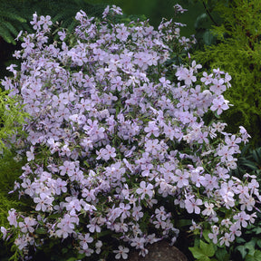 Phlox divaricata Clouds of Perfume - Phlox divaricata Clouds of Perfume - Willemse