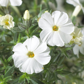 3 Phlox nain White Admiral - Willemse