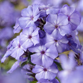 Phlox paniculé Blue Paradise - Willemse