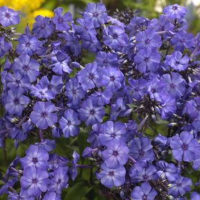 Phlox paniculata Blue Paradise - Phlox paniculé Blue Paradise - Phlox