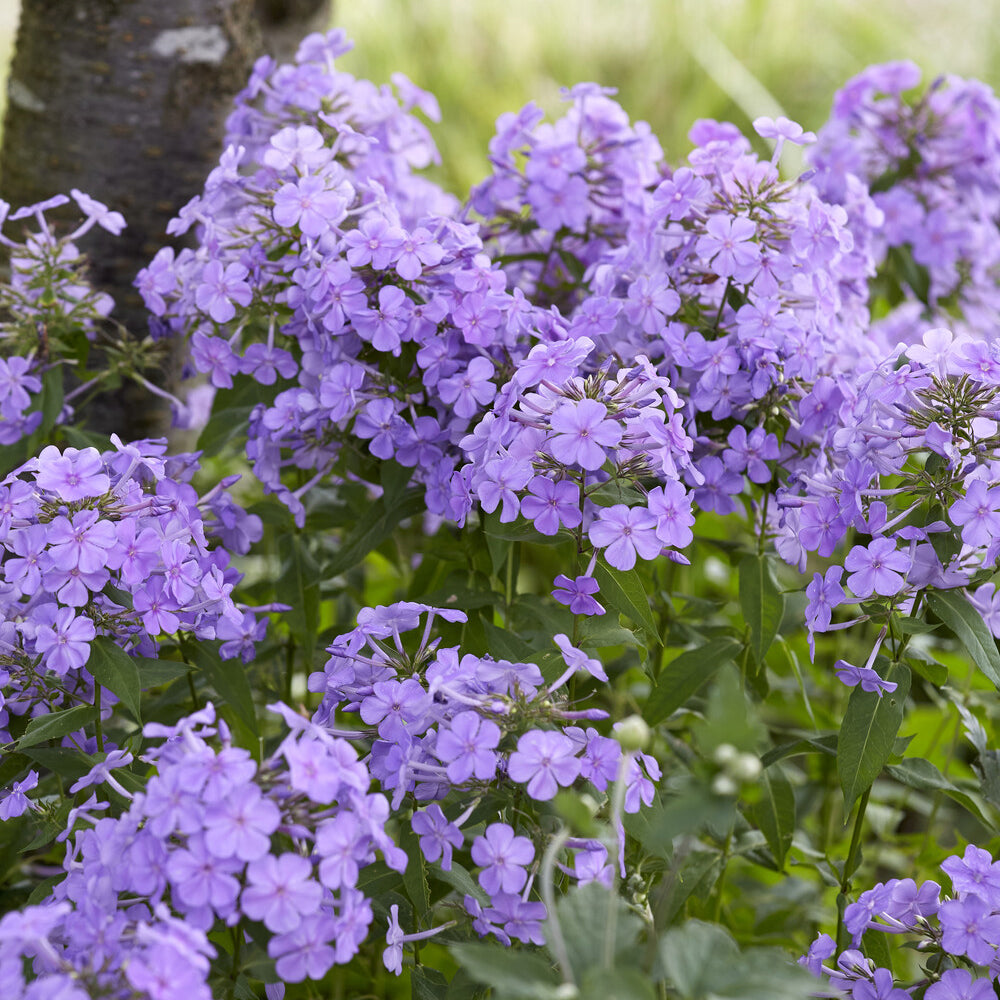 Phlox paniculé Blue Paradise